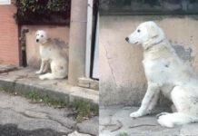 Rosarno, cane con collare si aggira da giorni in paese- Perso o abbandonato?