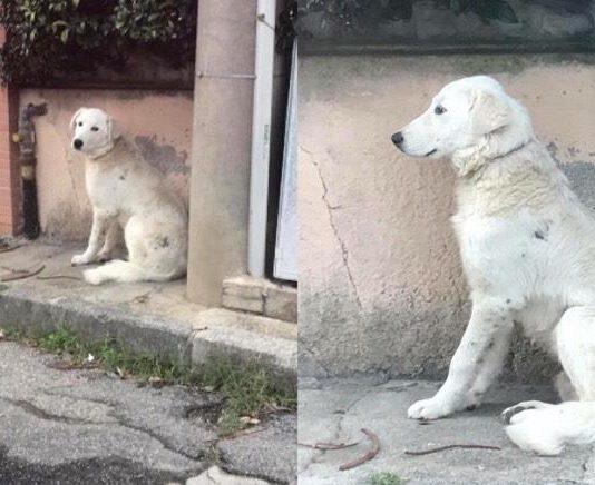 Rosarno, cane con collare si aggira da giorni in paese- Perso o abbandonato?