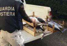 Sequestrati 300 kg di tonno