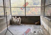 Chiesto sequestro canile Mendicino: “Struttura non rispetta esigenze socio-etologiche animali”