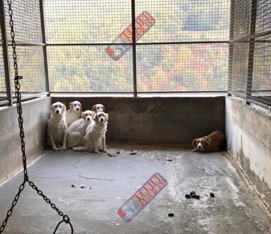 Chiesto sequestro canile Mendicino: “Struttura non rispetta esigenze socio-etologiche animali”