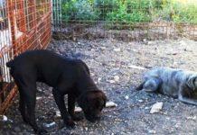 78enne muore sbranato dai suoi cani