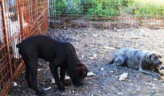 78enne muore sbranato dai suoi cani