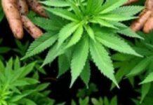 Scoperta in casa coltivazione di marijuana