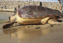 Tartaruga liberata in mare dopo le cure