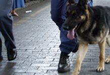 Donna fermata con mezzo kg di marijuana in valigia in stazione