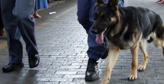 Donna fermata con mezzo kg di marijuana in valigia in stazione