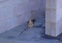 Orrore in Calabria, gatto fatto esplodere con petardi