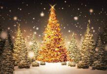 Rosarno, concorso “L’Albero più bello”