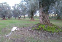 Orrore nella Piana, cane rinvenuto impiccato
