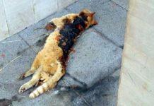 Calabria, gatto ucciso con petardi, una taglia di 10mila euro in favore di chi aiuterà nell’identificazione