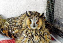 Gufo comune ferito da fucilata- Soccorso da Polizia Provinciale