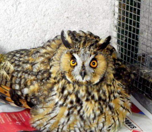 Gufo comune ferito da fucilata- Soccorso da Polizia Provinciale