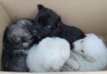 Calabria, 4 cuccioli abbandonati su neve, salvati da Polizia Provinciale