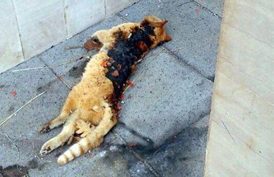 Gatto ucciso con petardi, denunciati ragazzini si difendono: “Era già morto”