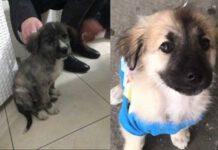Rosarno, trovati due cuccioli, urgente adozione