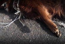 Ancora animali torturati in Calabria, cagnolino impiccato