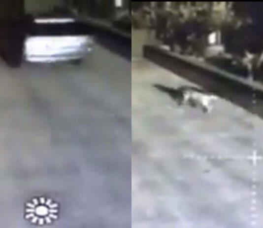 Cinquefrondi, cane abbandonato difronte clinica veterinaria VIDEO