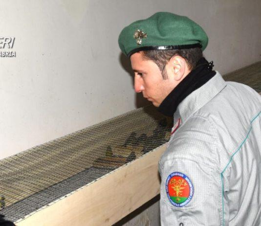 Antibracconaggio, Operazione Free Wild Life in provincia di Reggio Calabria