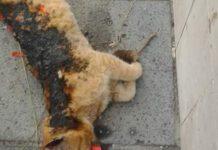 Gruppo di adolescenti i responsabili dell’uccisione del gatto con petardi