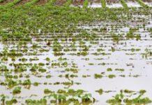 Coldiretti, neve e gelo sulla Calabria, danni all’ortofrutta e zootecnia