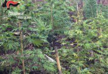 Piantagione di marijuana da 700 mila euro nel reggino, due arresti