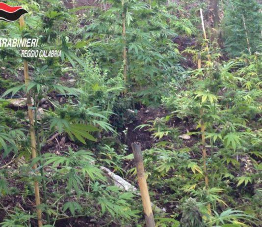 Piantagione di marijuana da 700 mila euro nel reggino, due arresti