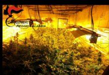 Scoperta serra di marijuana VIDEO