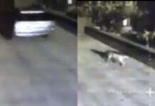 Cinquefrondi-Cane abbandonato difronte clinica veterinaria-Indagano forze dell’ordine