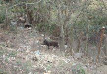 Custodiva illegalmente cinghiali, denunciato