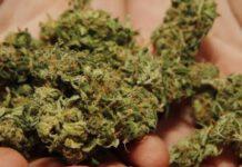 Rinvenuti 4 kg di marijuana in terreno incolto