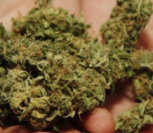 Rinvenuti 4 kg di marijuana in terreno incolto