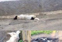 Tre cani avvelenati nella notte