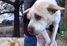 Orrore a Nicotera Marina, cagnolina impiccata ad un albero