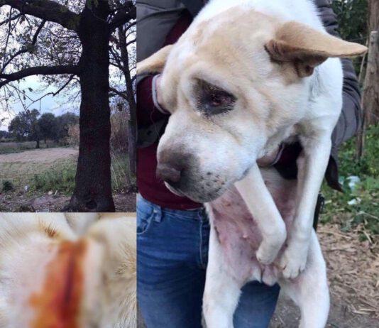 Orrore a Nicotera Marina, cagnolina impiccata ad un albero