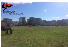 Animali vaganti nel reggino, denunciato quarantenne