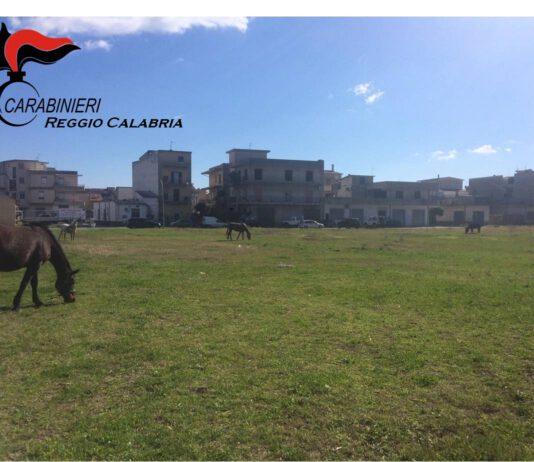 Animali vaganti nel reggino, denunciato quarantenne