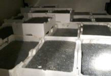 Sequestrata una tonnellata di novellame di sarda