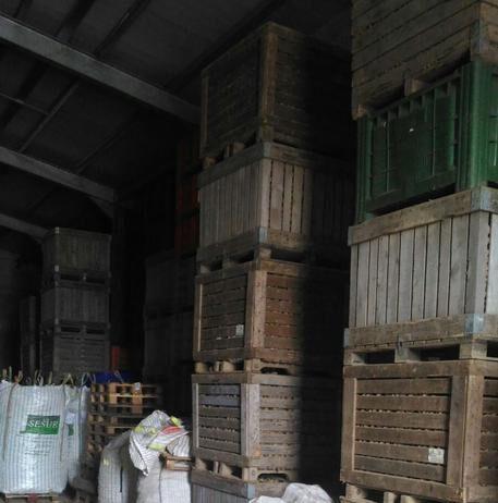 Sequestrati mille quintali di patate