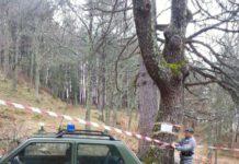 Furto alberi per un milione di euro in Calabria