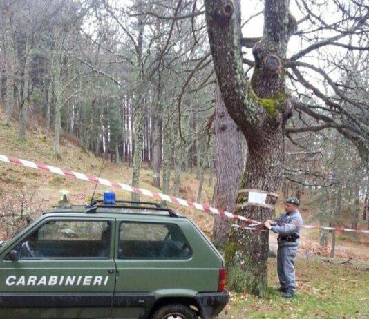 Furto alberi per un milione di euro in Calabria