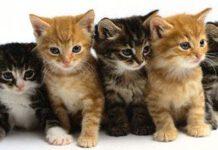 Acquistava gatti per torturarli e ucciderli, condannato a 3anni e 6mesi