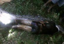 Indonesia: serpente di 7mt ingoia un uomo