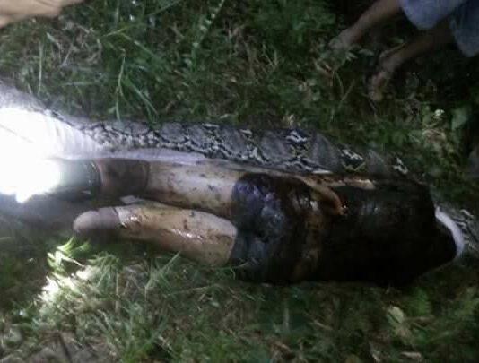 Indonesia: serpente di 7mt ingoia un uomo