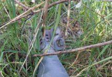 Ordigno bellico scoperto nel reggino