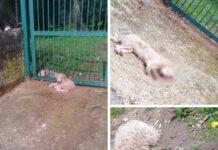 Polistena, cuccioli avvelenati