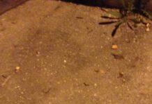 A Corigliano i cittadini camminano tra vermi ed escrementi di animali