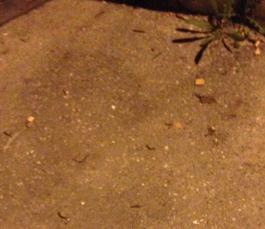 A Corigliano i cittadini camminano tra vermi ed escrementi di animali