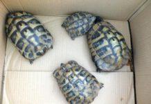 Vendevano nel parcheggio centro commerciale tartarughe protette