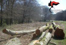 Operazione Woodwardia, taglio indiscriminato di 689 piante di alto fusto all’interno del Parco Nazionale d’Aspromonte